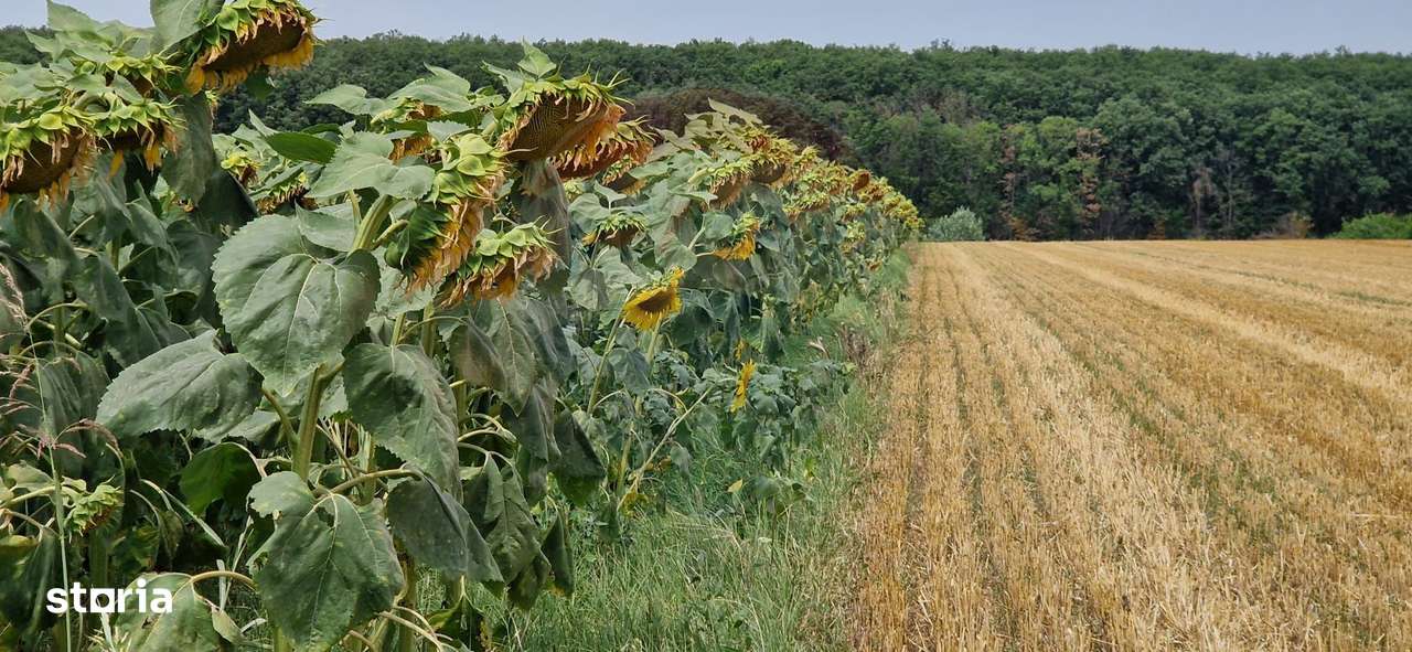 DE VANZARE Teren agricol 4500mp Moara Vlasiei - Imagine principală: 3/5