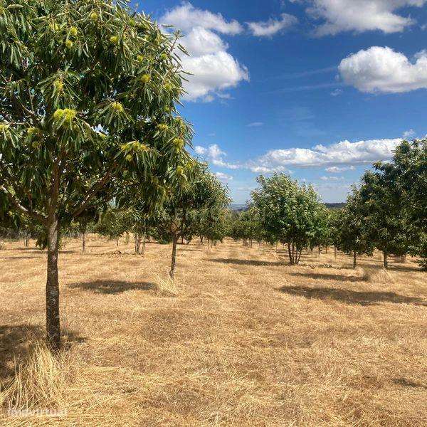 Terreno Agrícola em Pinela, Bragança - Grande imagem: 4/10
