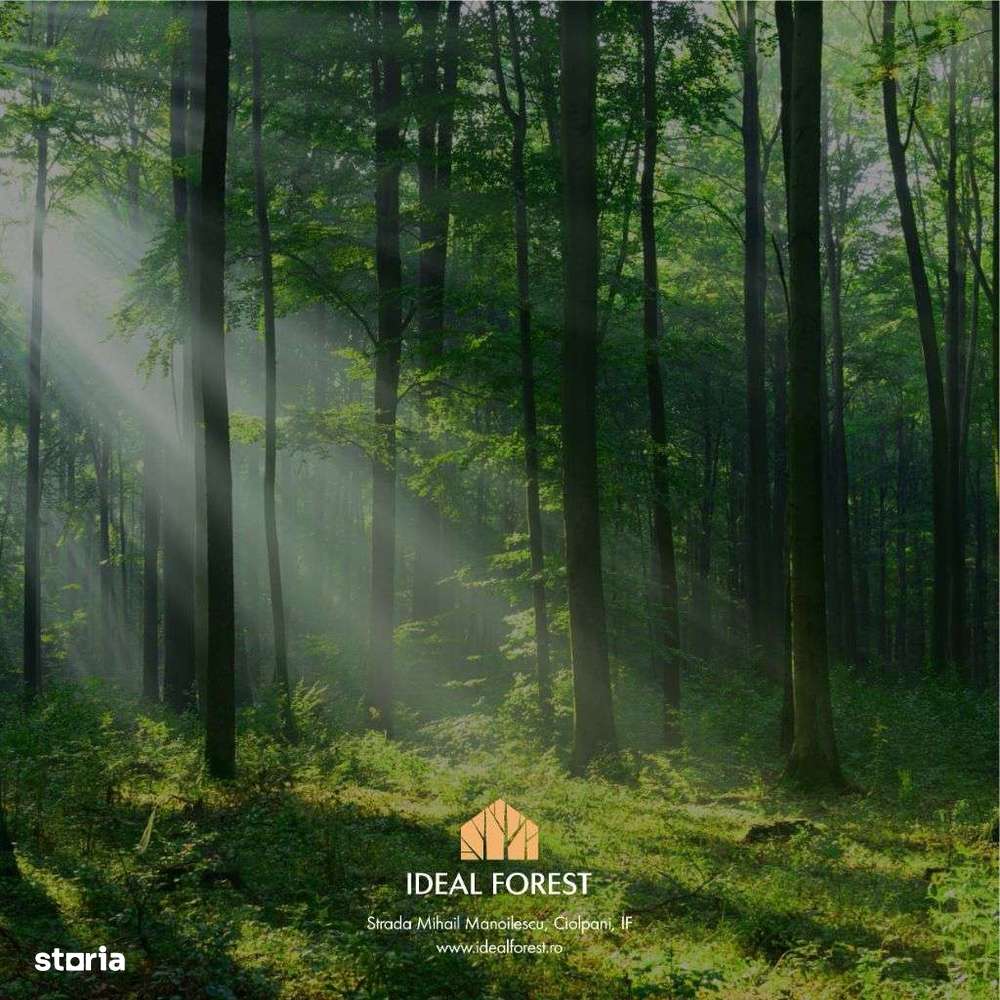 Lot de teren, padurea Snagov - Ciolpani - mega reduceri de pret!-16