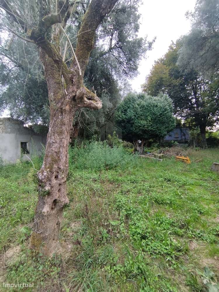 🏡 Quinta Histórica de 1937 com 8.000 m² – Palmeira, Braga - Grande imagem: 4/18