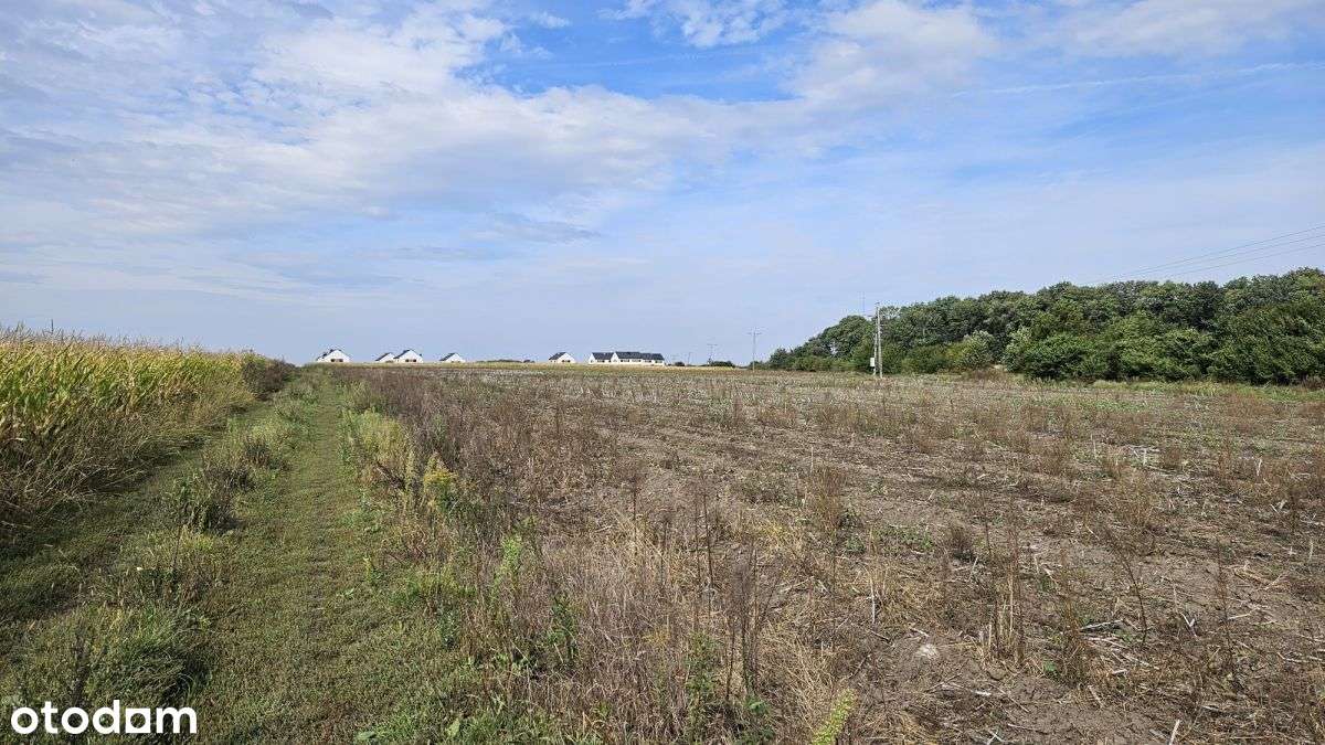 Działki Zagrodowe 30 i 50 arów, łacznie 3,5ha - Pełny obrazek: 4/6