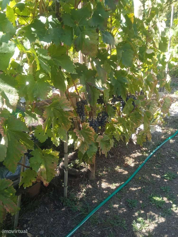 Quintinha - São Tomé de Covelas, Baião-11