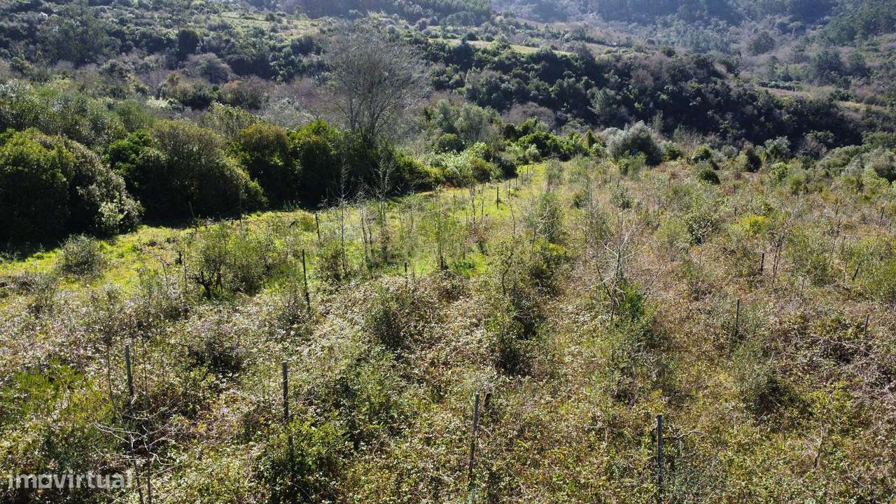 Terreno Agrícola com Vinha 4562 m² – Chanca, Sobral da Abelheira-6
