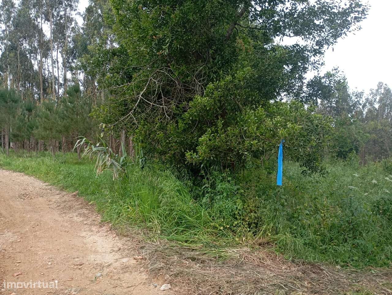 Terreno  com moinho, na rota dos mionhos em Ouca – Vagos - Grande imagem: 5/12