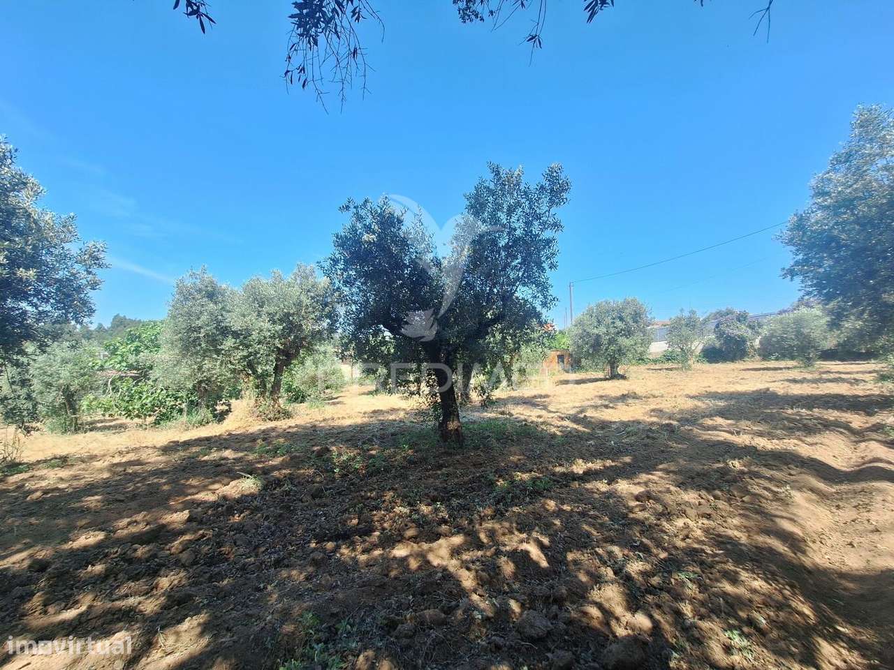 Terreno, Madeiras, Vila Nova da Barquinha - Grande imagem: 4/24