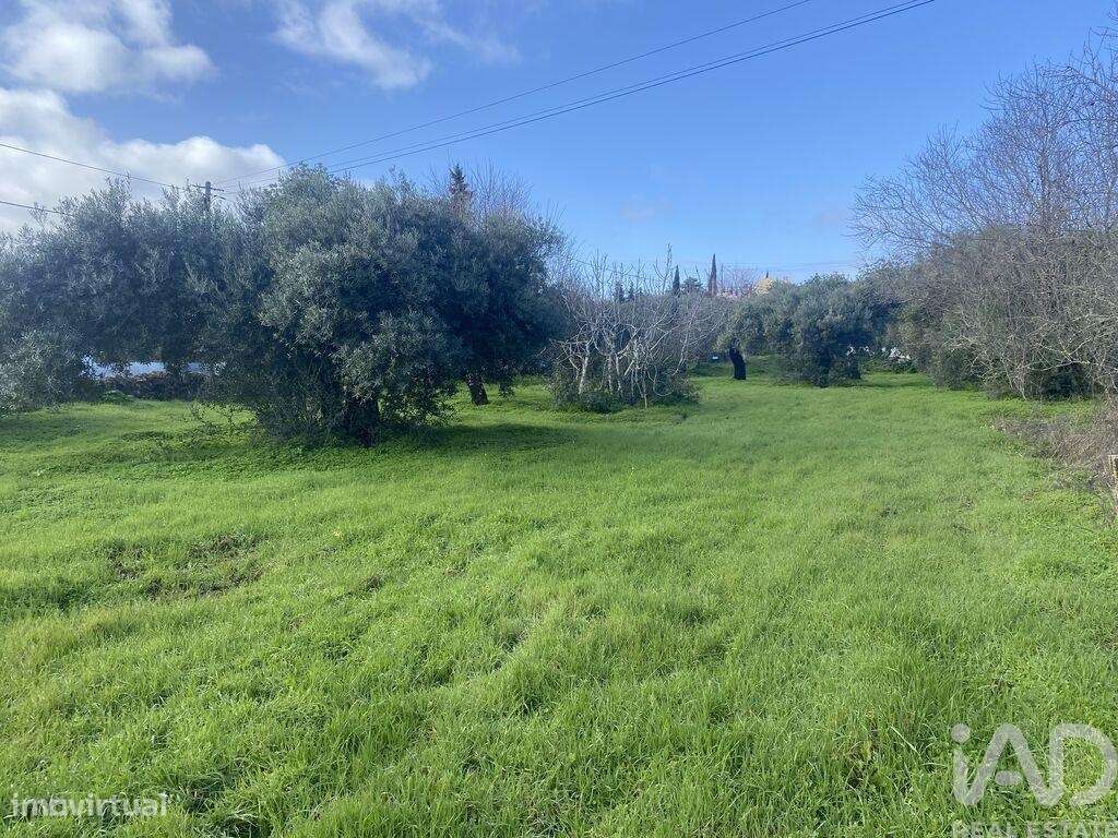 Terreno Agrícola em São Brás de Alportel - Grande imagem: 3/19