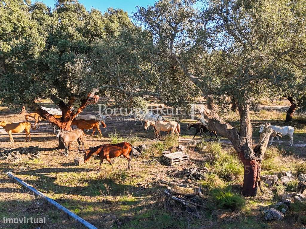 Herdade de 60 hectares para criação bovina e equina perto de Lisboa-39