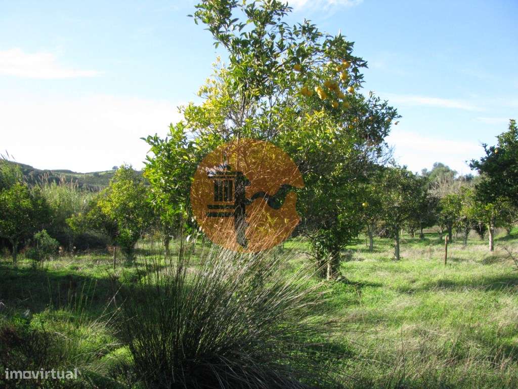 TERRENO RÚSTICO COM 1.180 M2 COM LARANJEIRAS - COM ÁGUA DE REGA - P... - Grande imagem: 3/30