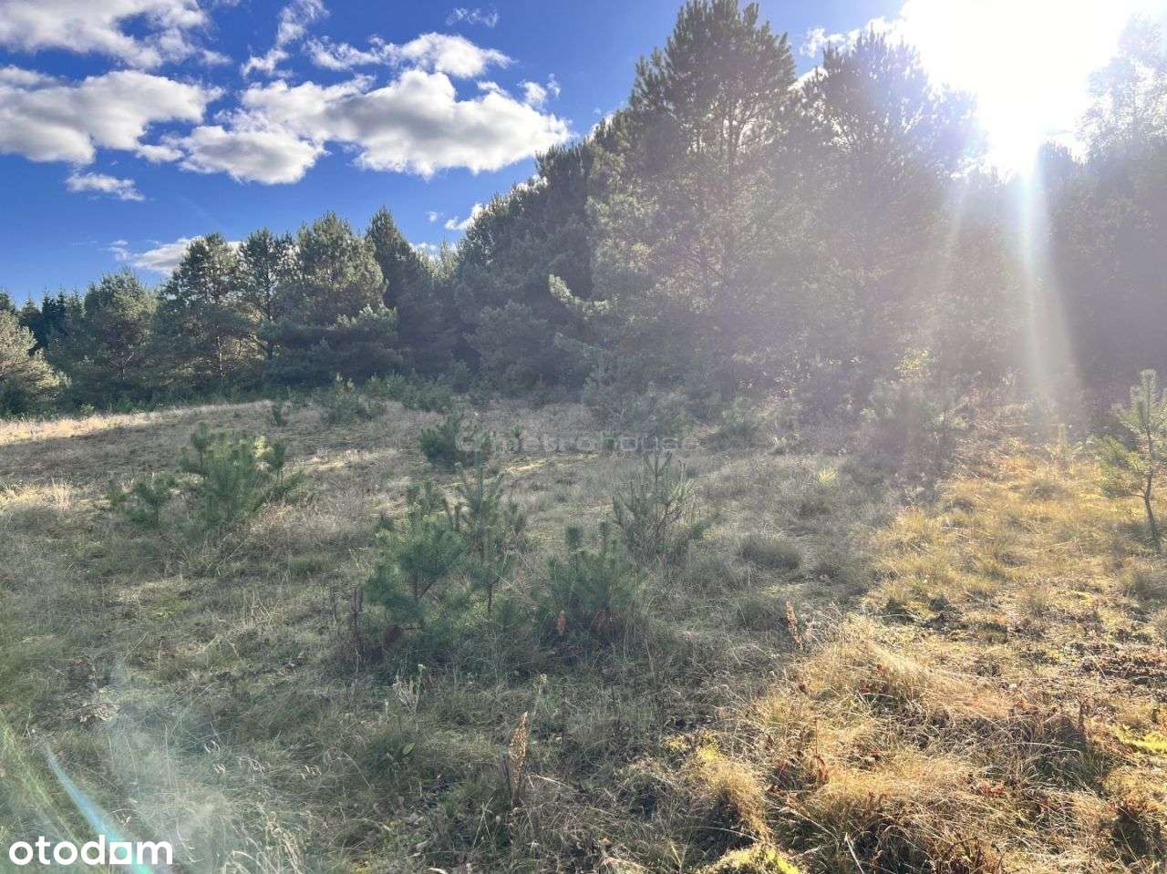 Działka siedliskowa z linią brzegową, przy lesie-6