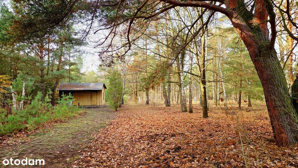 Dąbrowa Leśna, w Kampinoskim parku, MPZP, Unikat!! - Pełny obrazek: 4/14