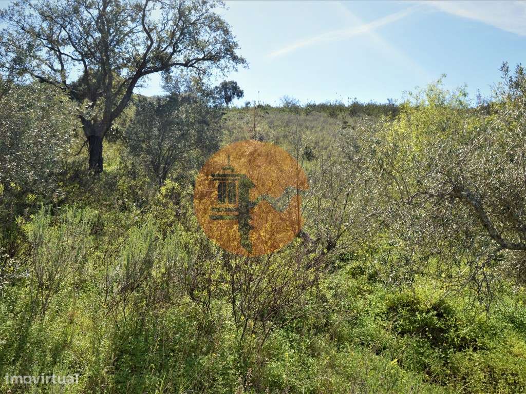 Terreno Rústico próximo de Santa Catarina da Fonte do Bispo - Grande imagem: 3/15