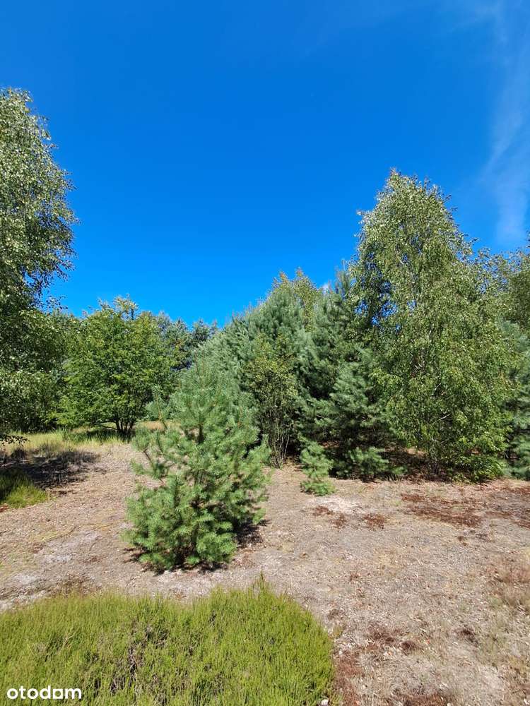 Działka budowlana o powierzchni 1686 m2, Prażuchy Nowe-2