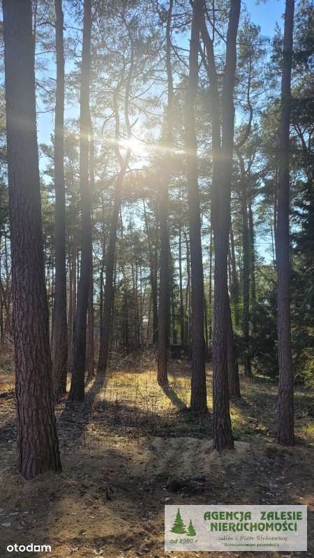 ZALESIE GÓRNE -  DZIAŁKA  Z  DORODNYM  STARODRZEWE-2