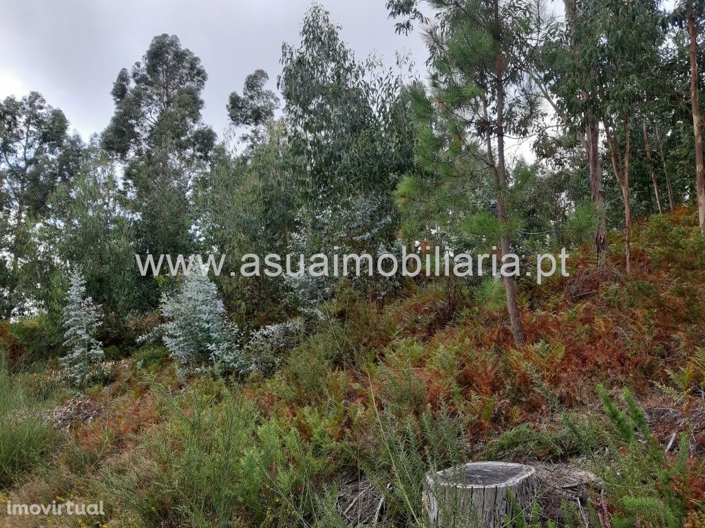 Bouças e Terrenos Agrícolas - Caldelas