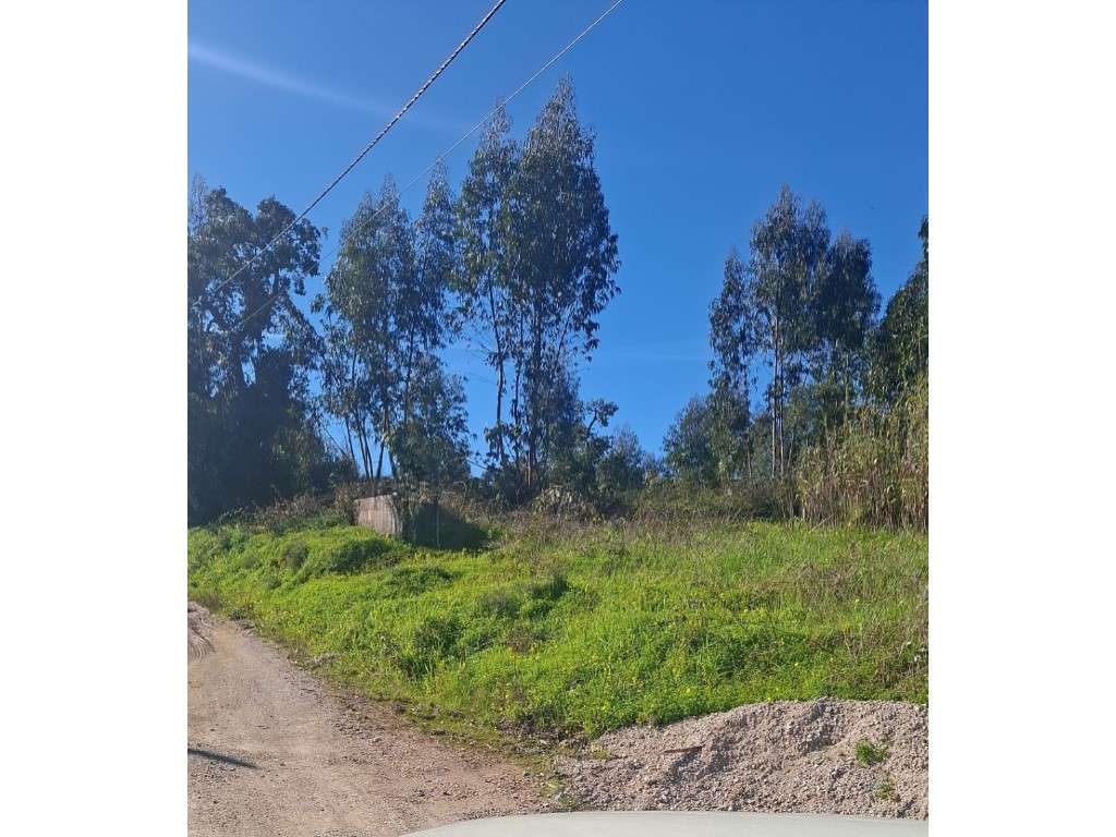 TERRENO RUSTICO OLALHAS TOMAR SANTAREM - Grande imagem: 2/12