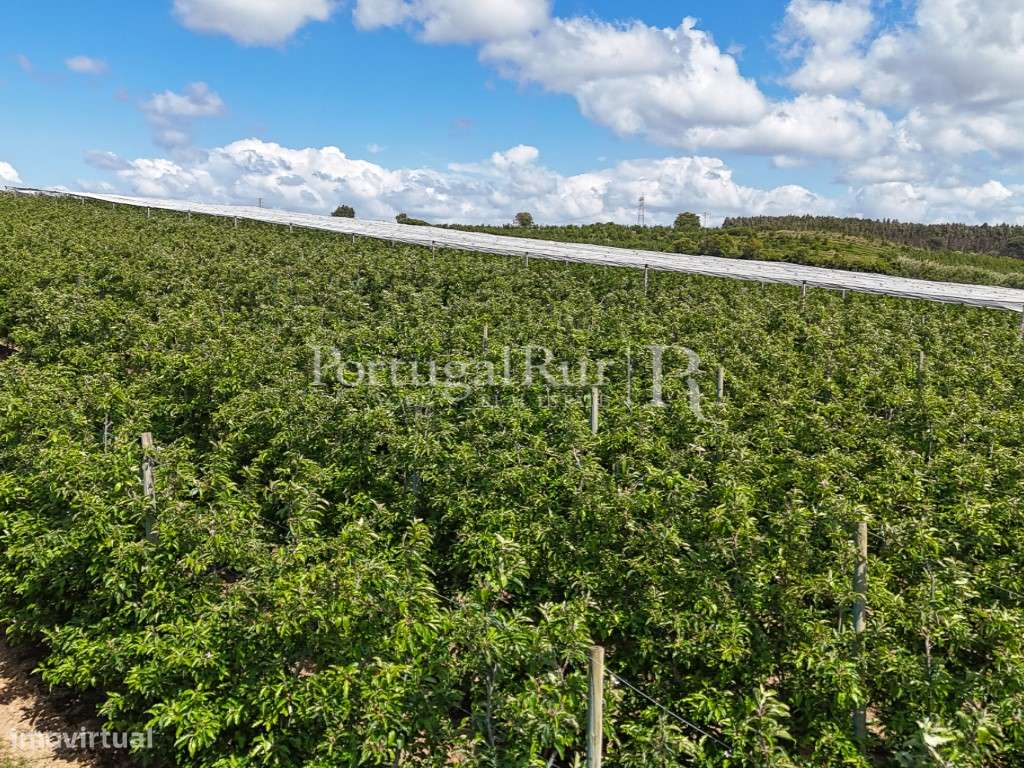 Exploração Agrícola com 37 ha e produção de Pera Rocha no Cadaval-16