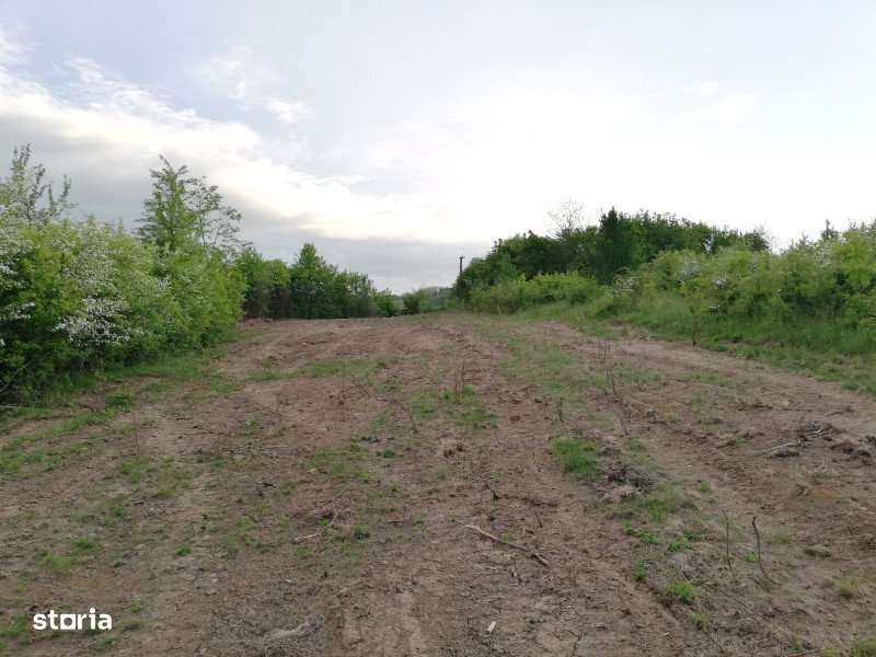 Teren 2000 mp intravilan Smeura-Mosoaia. Comision 0% - Imagine principală: 5/5