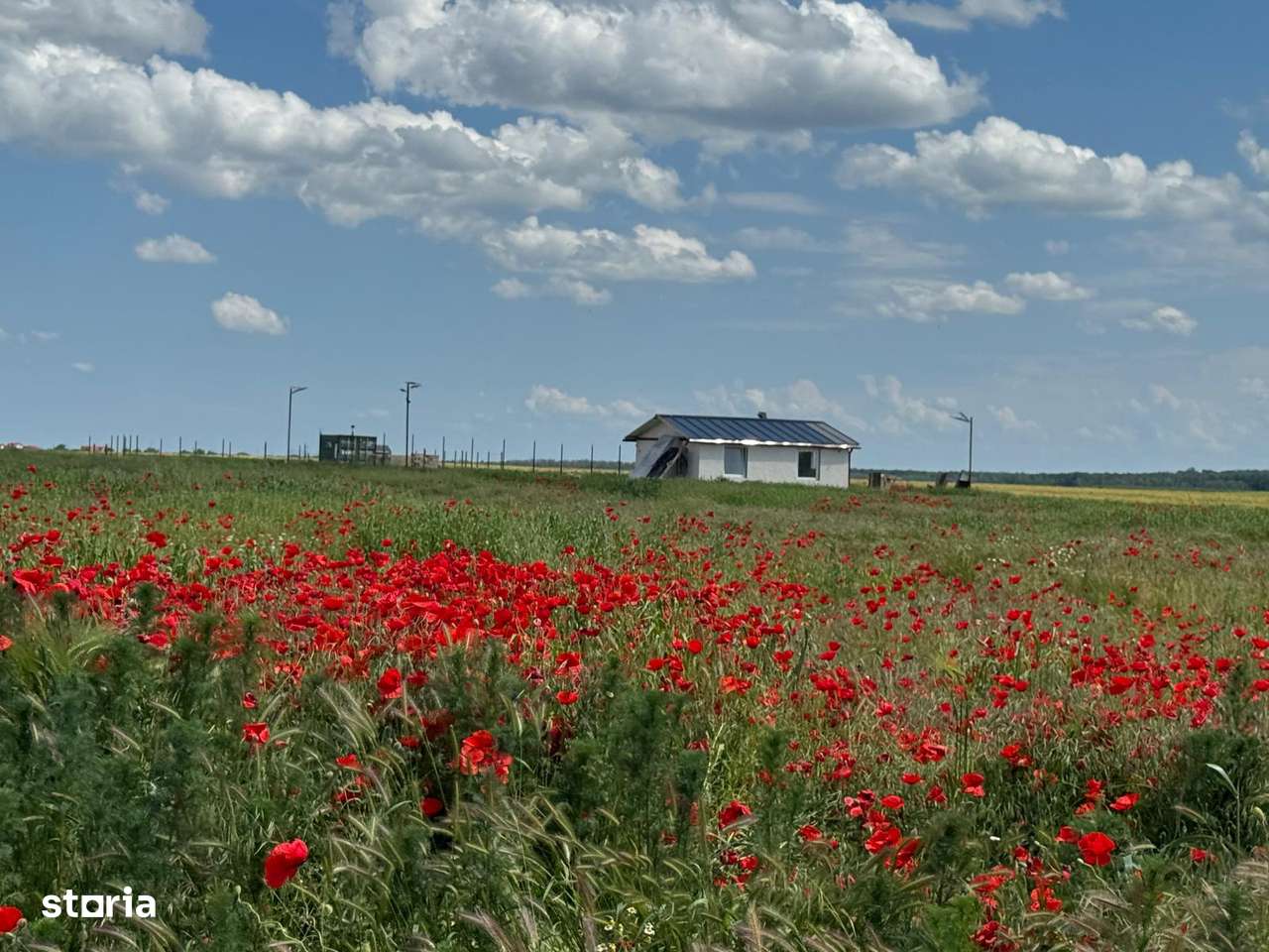 Vanzate Teren intravilan Cernica 4000MP-11