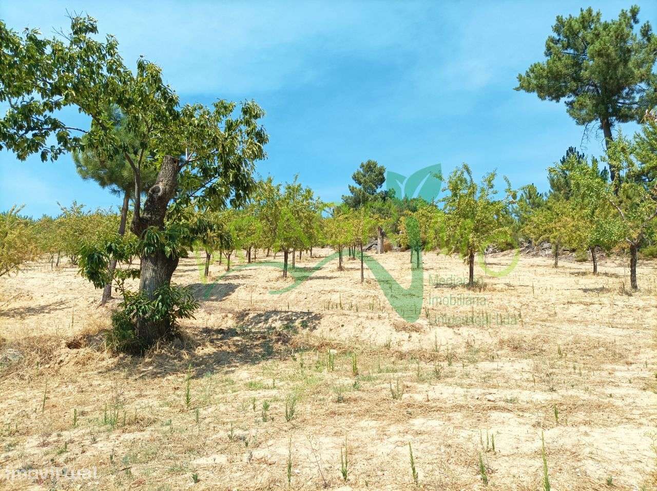 Terreno rústico "Fojo" em Póvoa de Penela - Grande imagem: 4/17