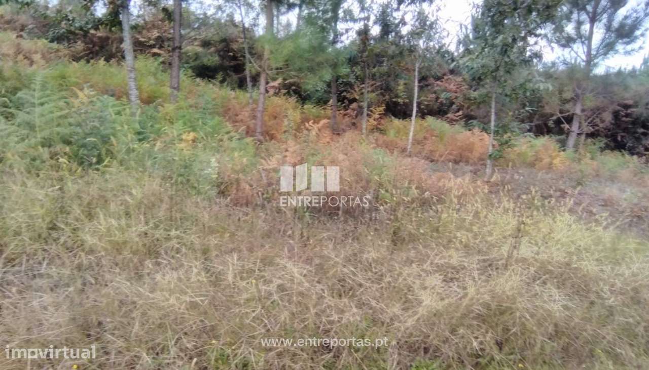 Venda de Bouça, Meixedo, Viana do Castelo - Grande imagem: 3/30