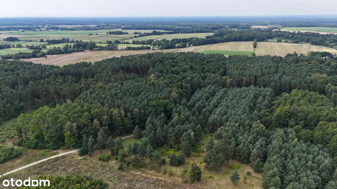 Osada Jagodowa | Kompleks działek budowlanych w środku lasu-7
