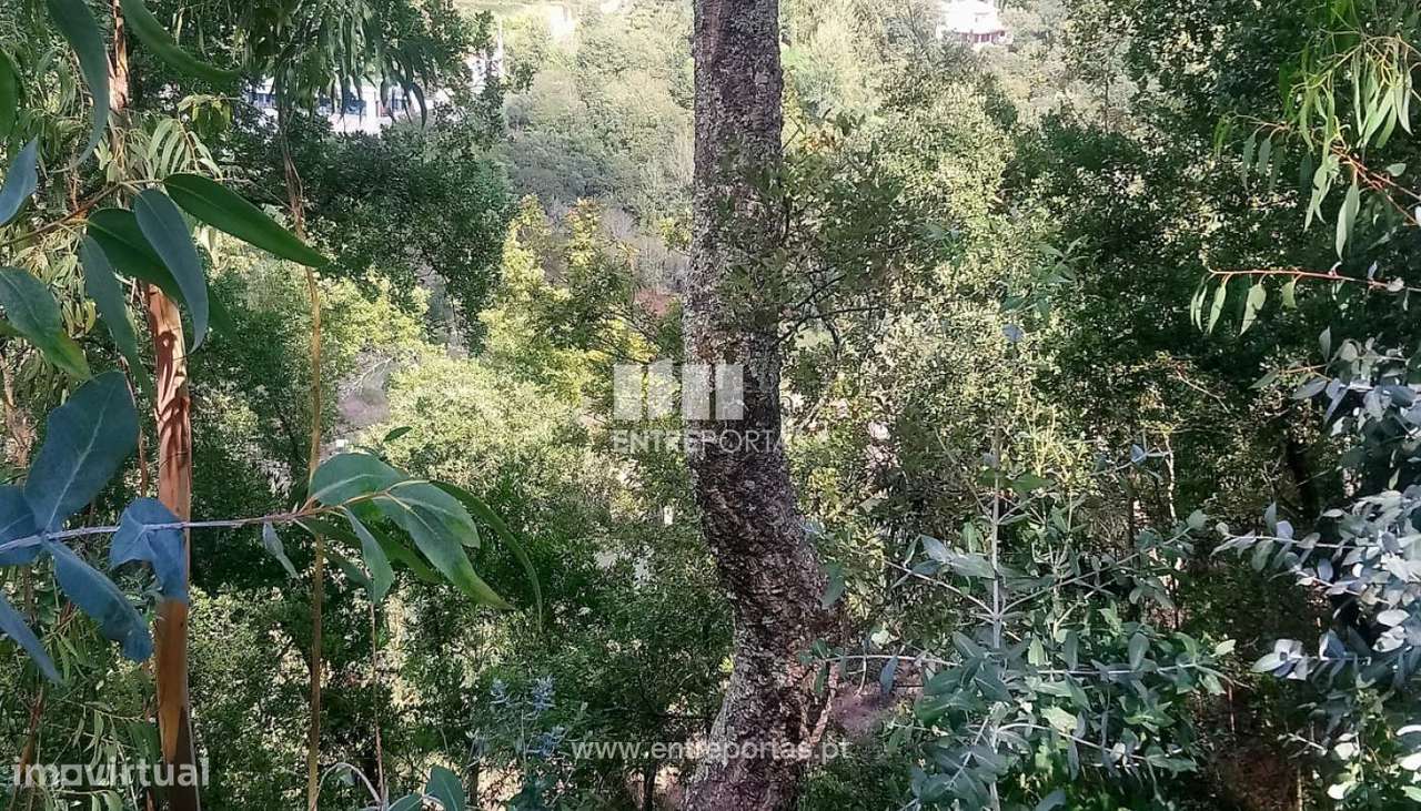 Venda Terreno com frente Rio Douro, Espadanedo, Cinfães - Grande imagem: 5/34