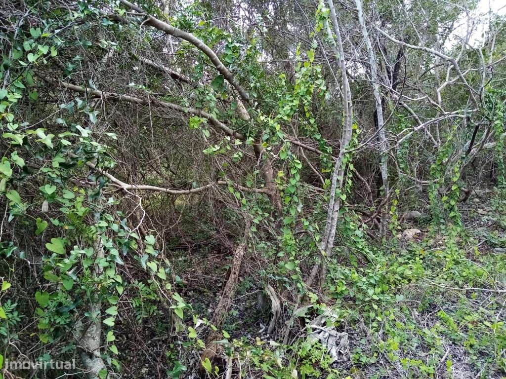 Terreno Rustico com 1394 m2, Loulé, Algarve - Grande imagem: 5/14