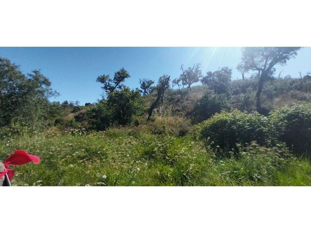 TERRENO RÚSTICO (7,725ha)-11