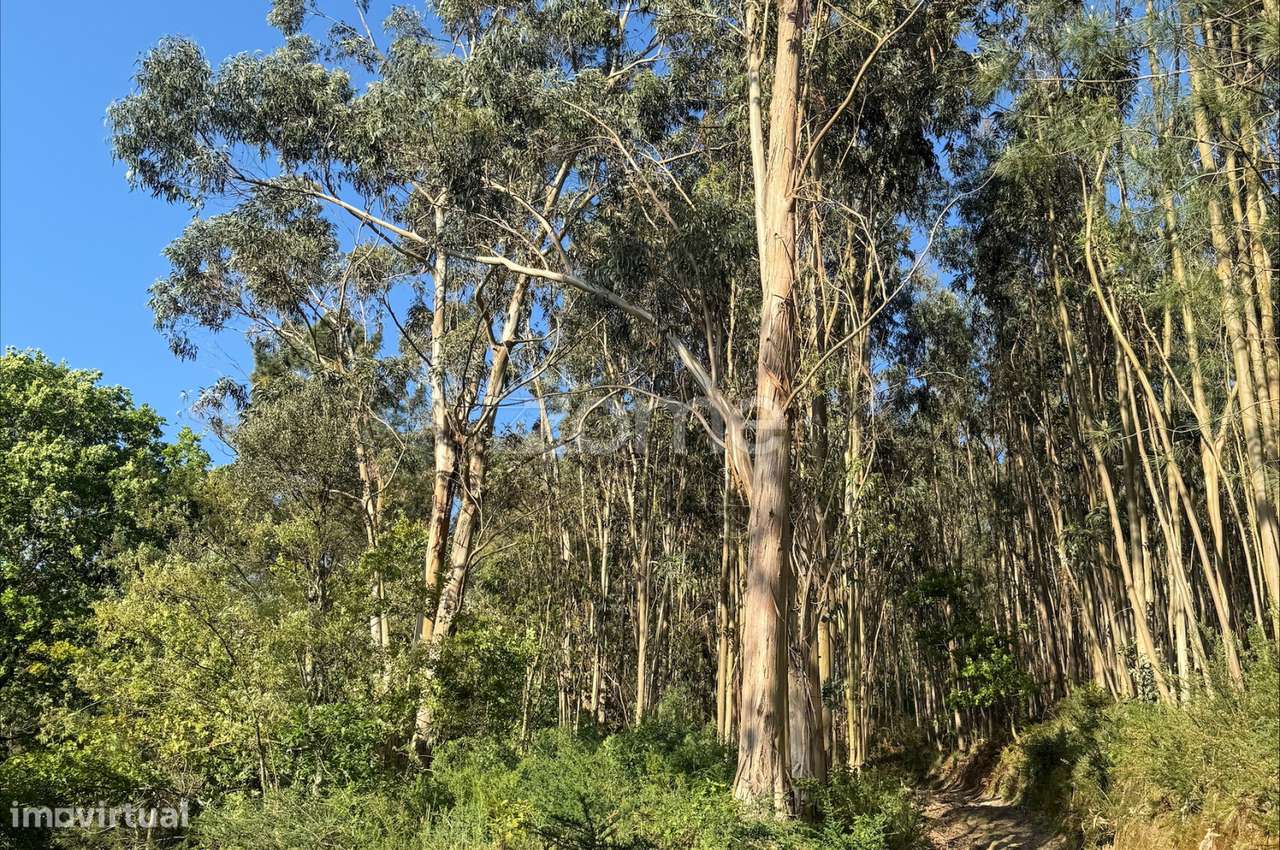 Terreno em Lousada - Grande imagem: 4/13