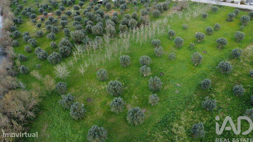 Terreno em Freixianda, Ribeira do Fárrio e Formigais de 6021,00 m2 - Grande imagem: 5/26