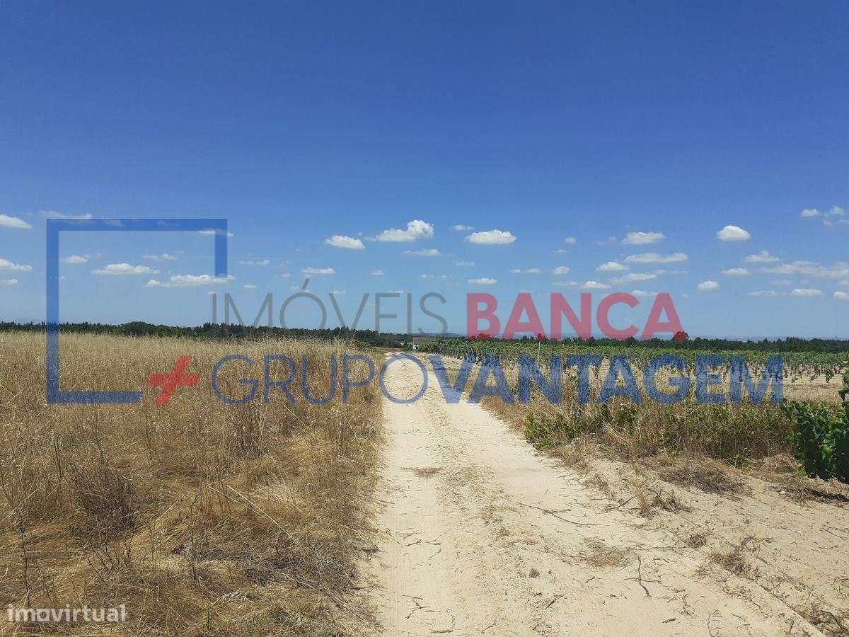 Terreno Rustico com vinha e arvores de fruto - Grande imagem: 4/5