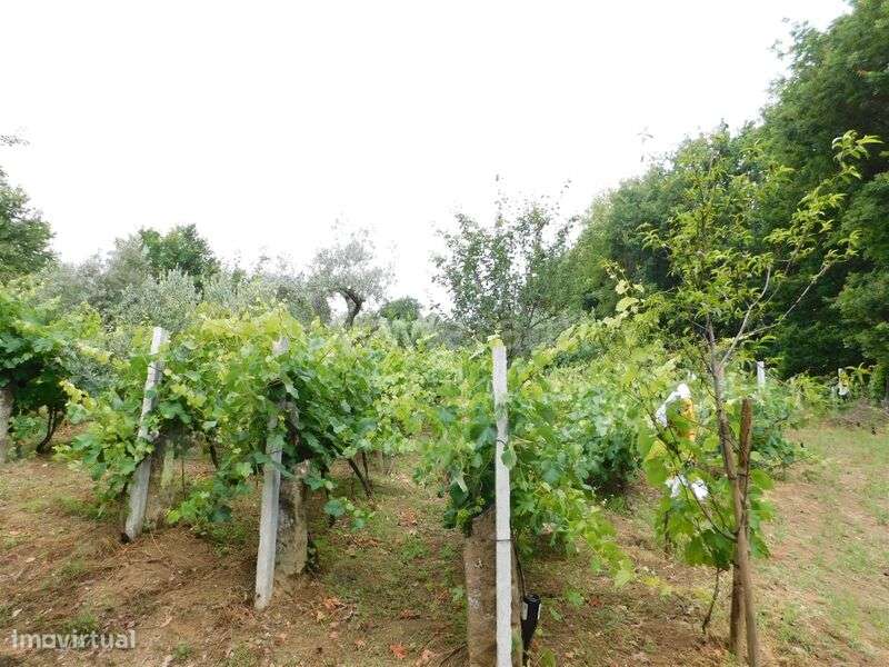 Terreno Rústico / Seia, Santiago - Grande imagem: 4/20