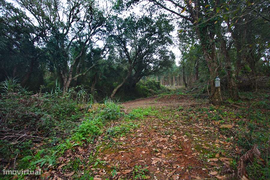 Grande propriedade, com floresta e 2 ruínas, Fraldeu, Óbidos-6