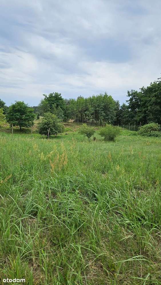 3838m2 piękna działka bud. Zakrzyce, gm. Miękinia-7