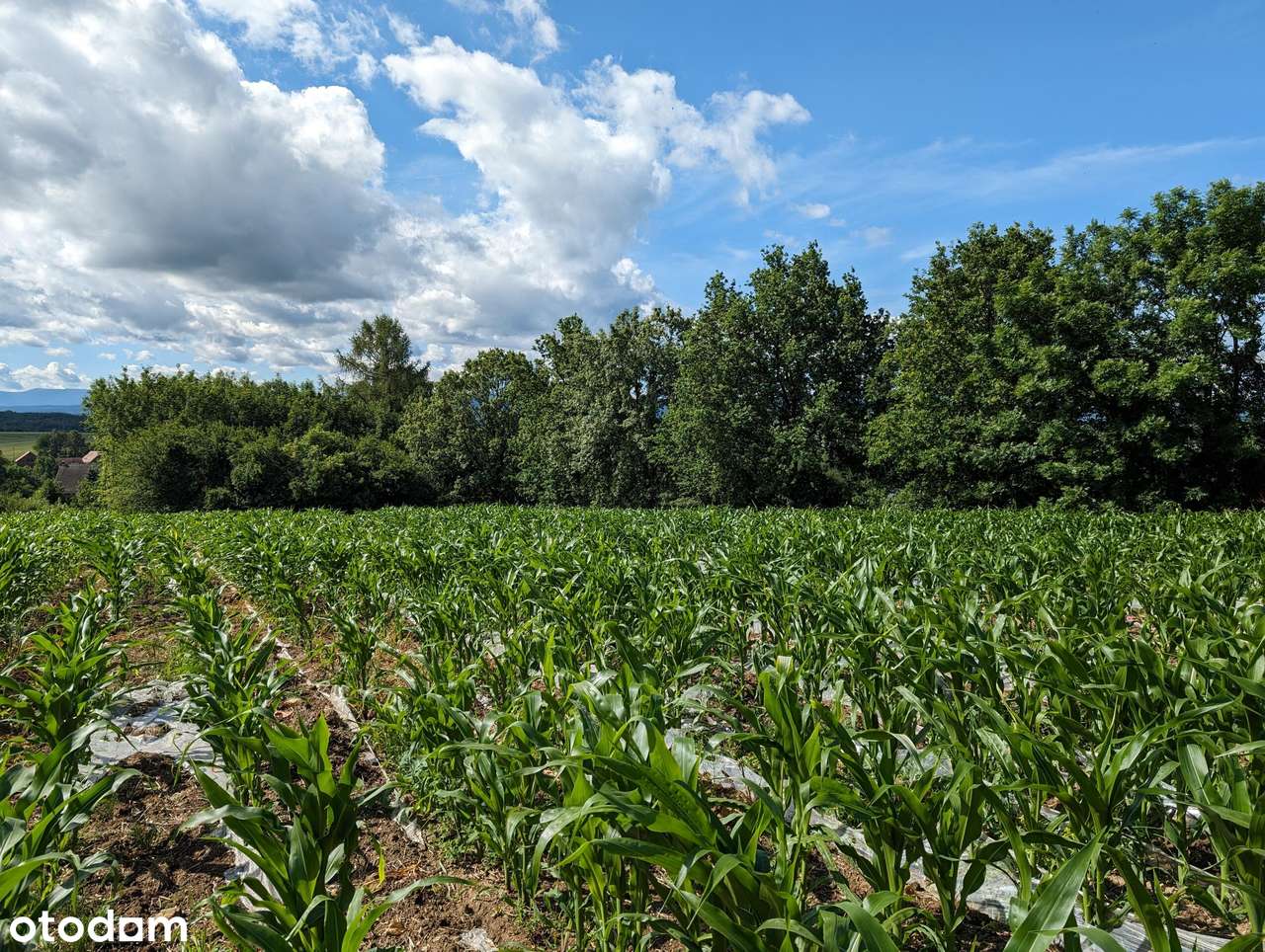 Piękna działka z widokiem na pasmo Karkonoszy-3