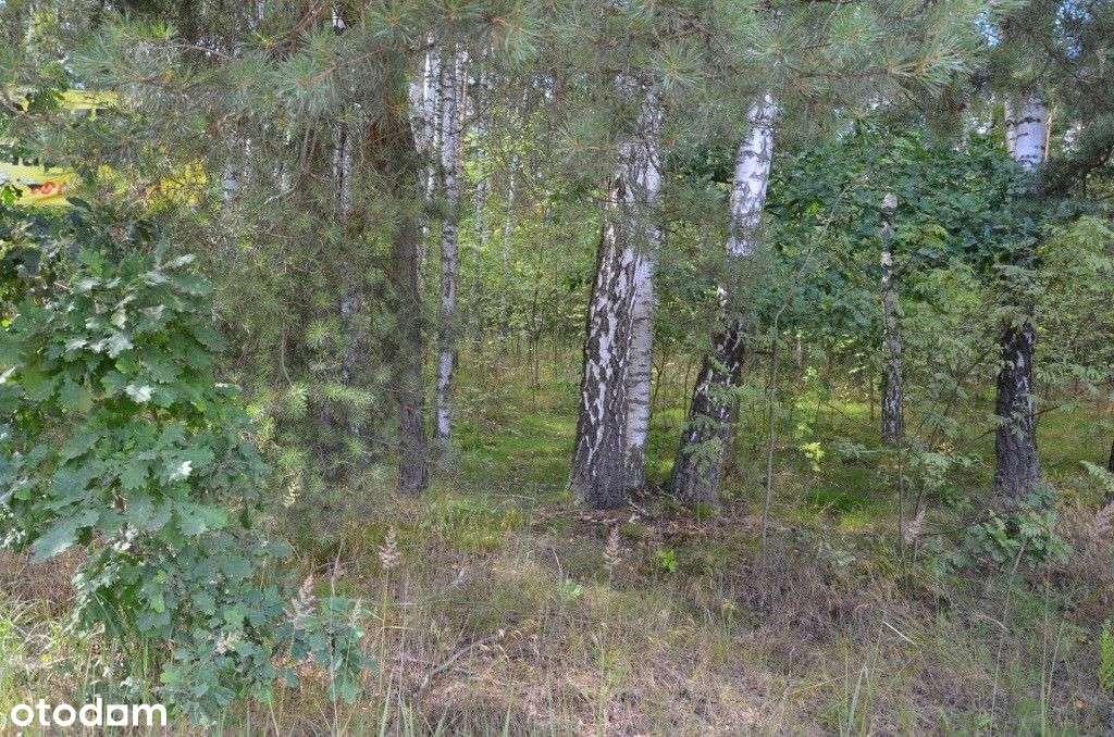 Twój własny kawałek lasu – 1,4 ha natury - Pełny obrazek: 2/7