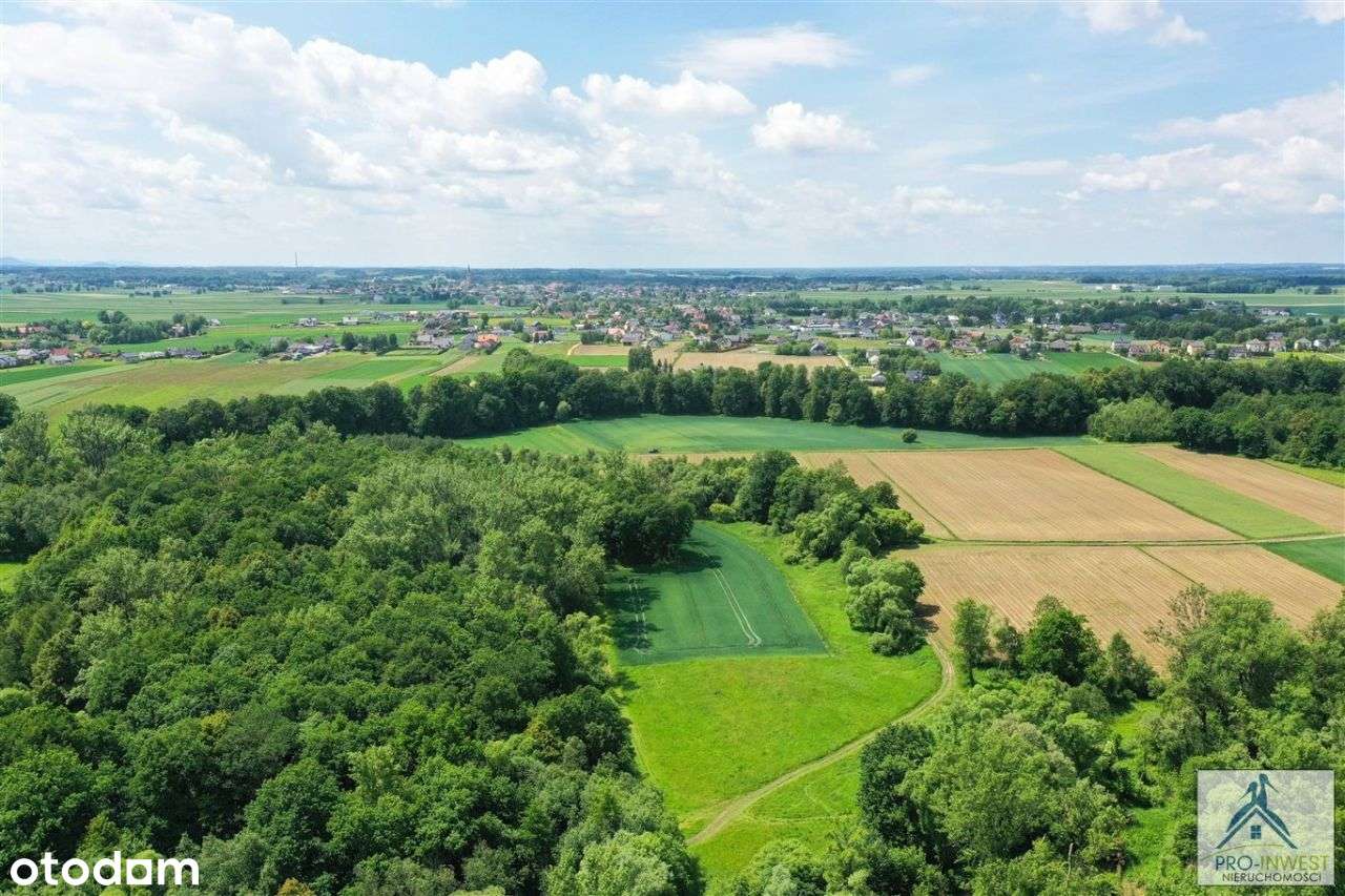 Własny las i tereny zielone – eko pasieka. - Pełny obrazek: 2/16