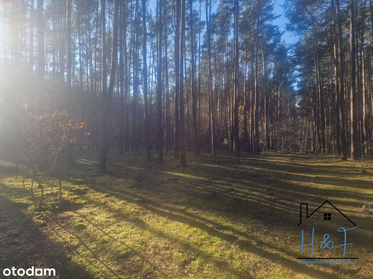 Ostatnia działka w środku lasu - Pełny obrazek: 4/9
