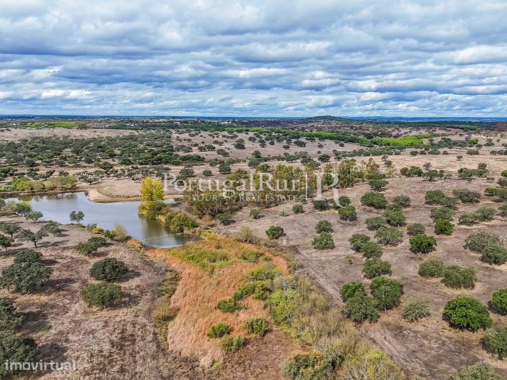 Herdade de 935 ha com produção florestal e agrícola em Portalegre - Grande imagem: 4/60