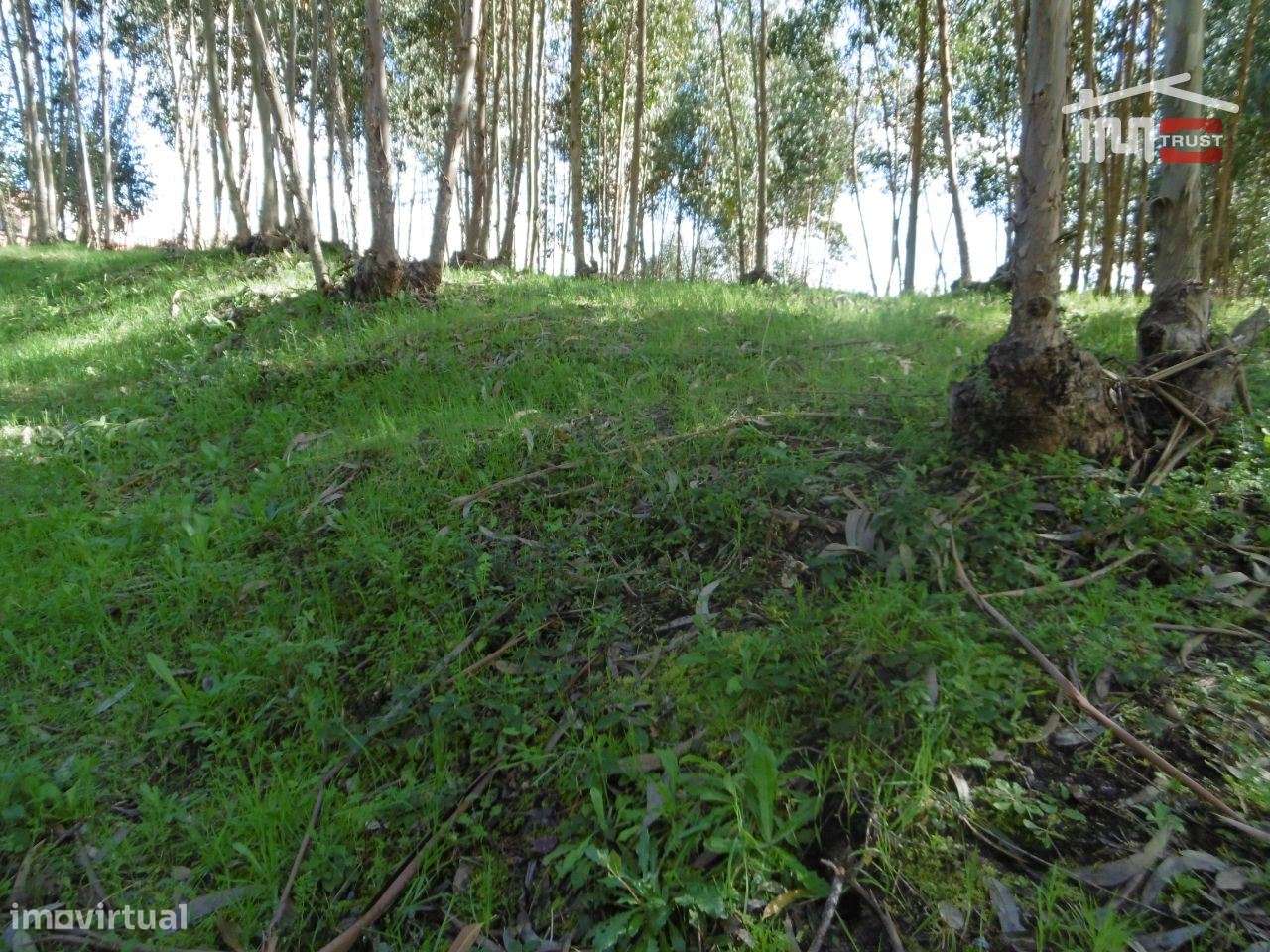 lote para moradia - Grande imagem: 3/6