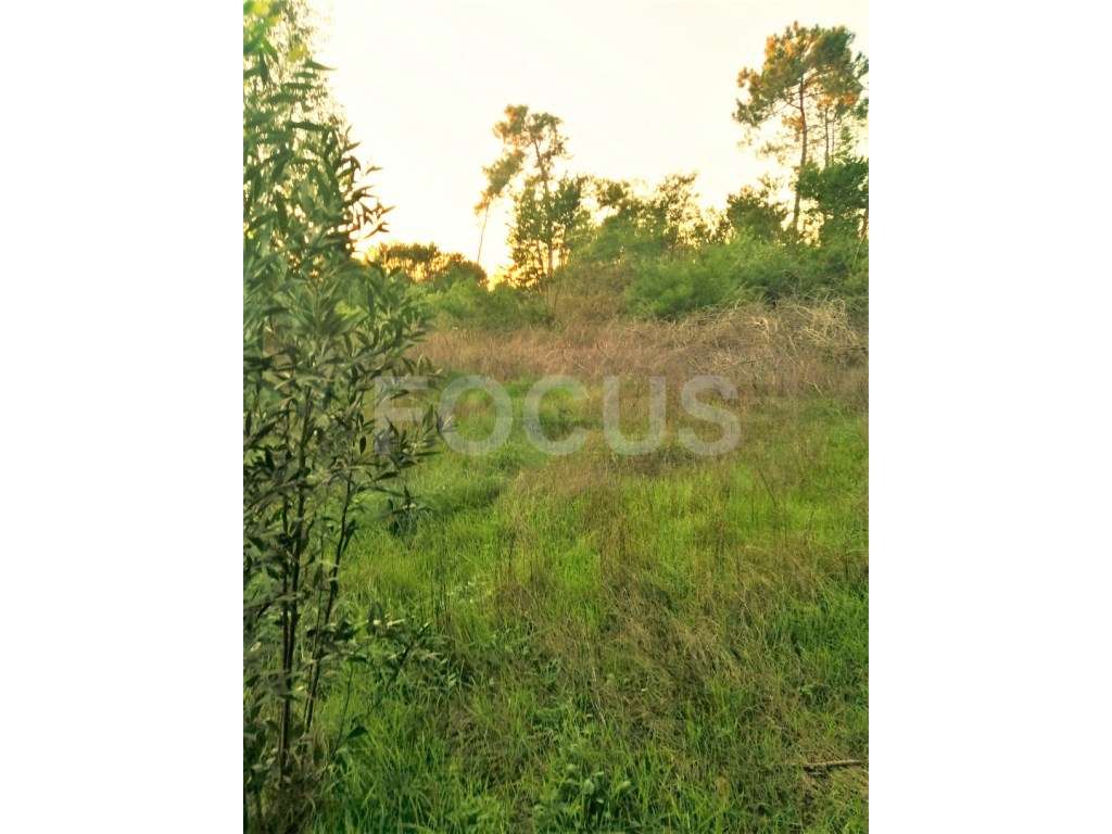 Terreno para equipamento / hotelaria - Gafanha da Nazaré - Grande imagem: 2/3