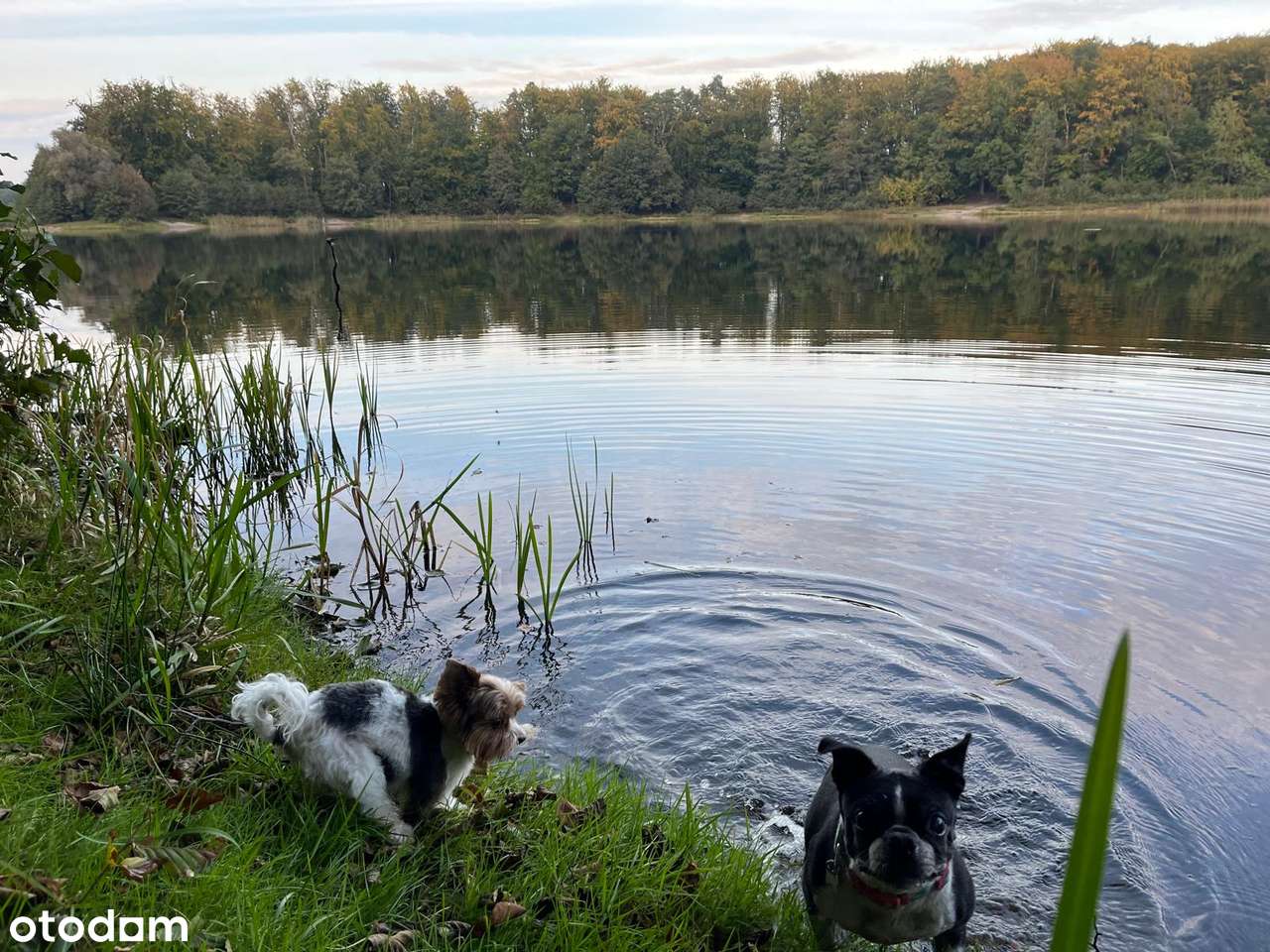 Piękna działka budowlana Sulmin_ pod lasem, blisko jeziora i miasta - Pełny obrazek: 5/8