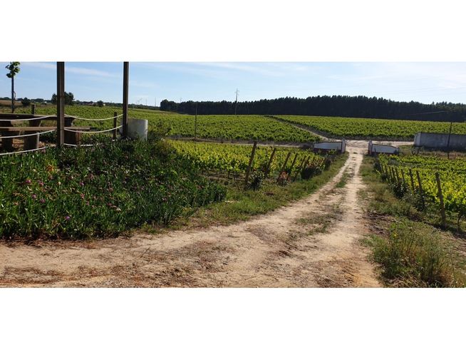 Herdade de 28.000m2 com vinha moscatel e habitações-11