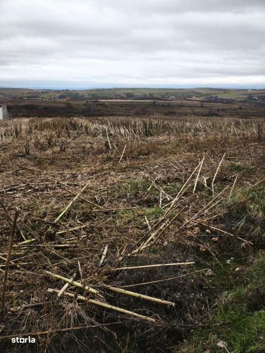 Teren intravilan, 5000 mp, Siret - Imagine principală: 4/4