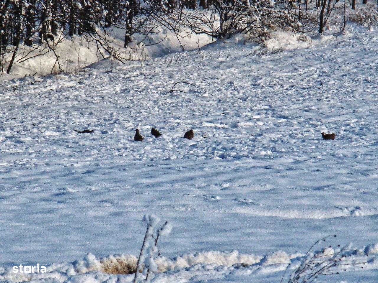 Zona Frumușani. Teren dezvoltatori. 72 loturi P+1+M. 8 x P+4. 4 x P+2-6