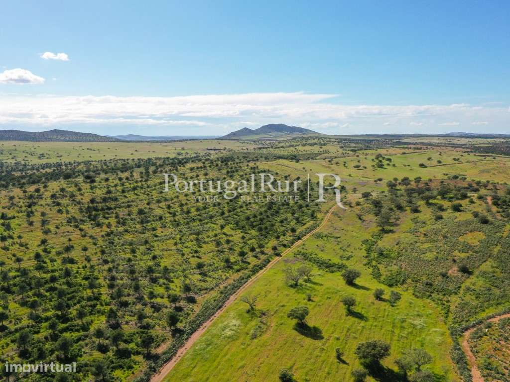 Herdades de Caça com 1300 Hectares, junto do rio Guadiana-4