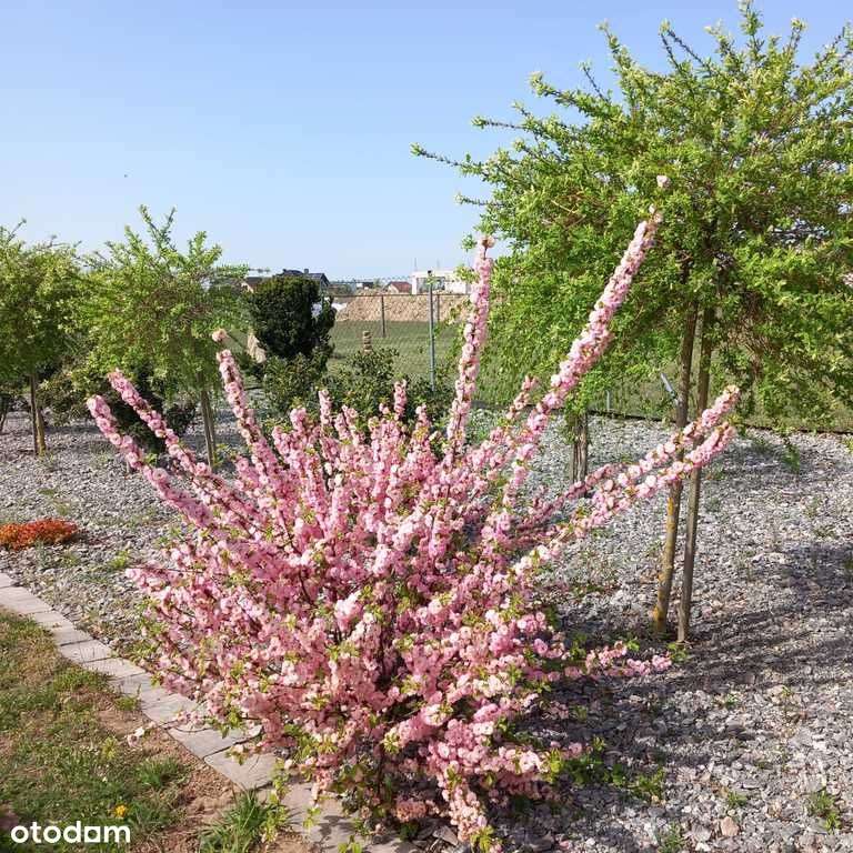 Dom w pobliżu lasu-niskie koszty utrzymania-18