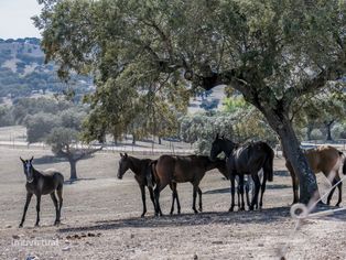 380 hectares | Turismo rural e equestre - Grande imagem: 3/50
