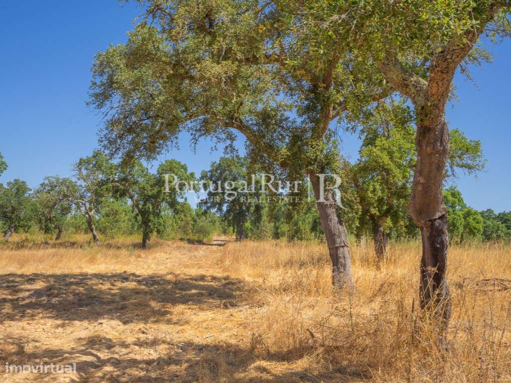 Quinta de 20ha com projeto para Turismo Rural a 1h de Lisboa-22