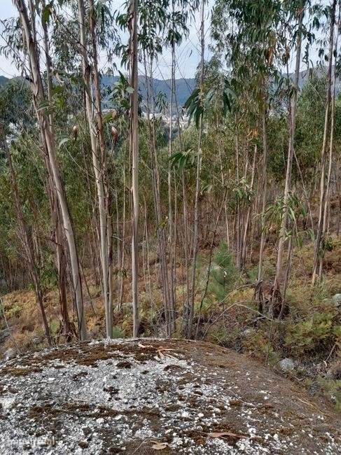 Terreno Rustico em Zona Urbanizavel - Vista 4